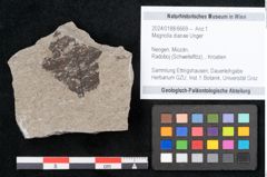 Foto (Objekt + Etikett) von Magnolia dianae Unger (NHMW-GEO-2024-0188-6669)